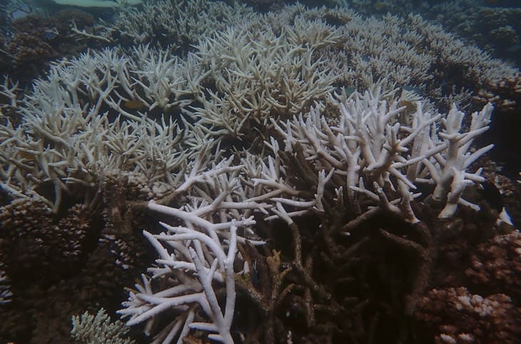 ORIS大堡礁限量表IV：潛水與環(huán)保的完美結(jié)合