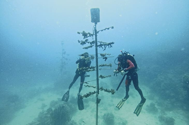 ORIS大堡礁限量表IV：潛水與環(huán)保的完美結(jié)合